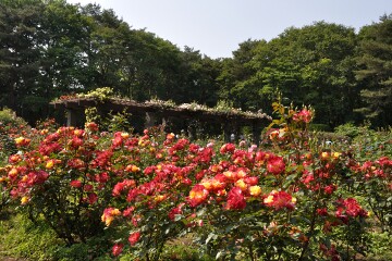 井頭公園 バラ園