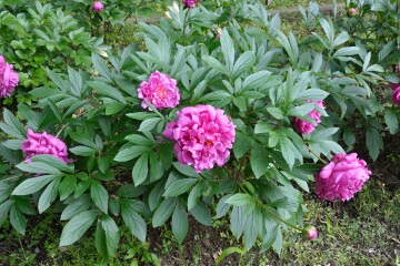 井頭公園 バラ園