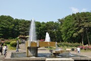 井頭公園 バラ園
