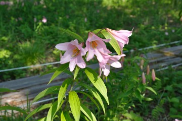 ヒメサユリ ヒメサユリ