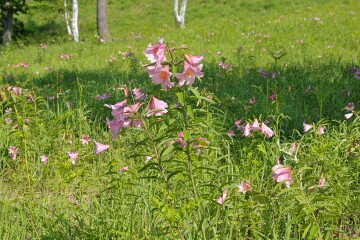 ヒメサユリ ヒメサユリ