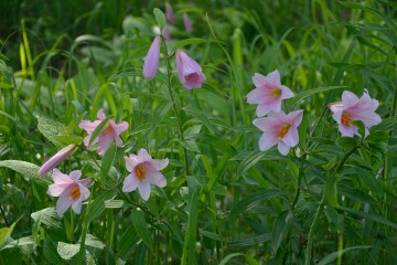 ヒメサユリ ヒメサユリ