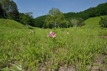 ヒメサユリ ヒメサユリ