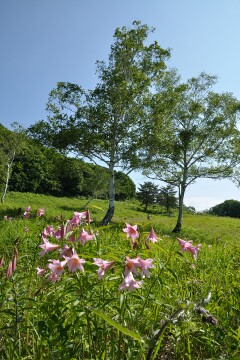 ヒメサユリ ヒメサユリ