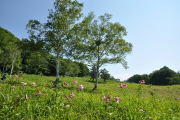 ヒメサユリ ヒメサユリ