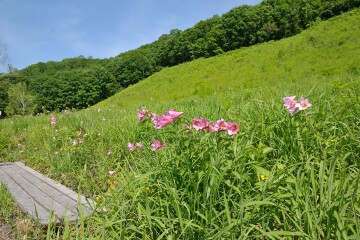 ヒメサユリ ヒメサユリ