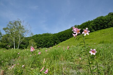 ヒメサユリ ヒメサユリ