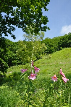 ヒメサユリ ヒメサユリ