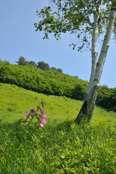 ヒメサユリ ヒメサユリ