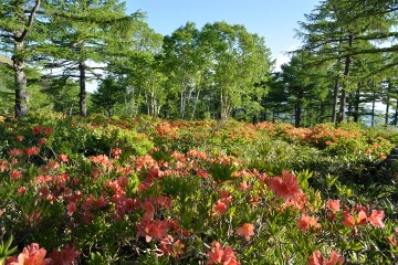 湯の丸高原つつじ平