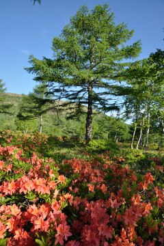 湯の丸高原つつじ平