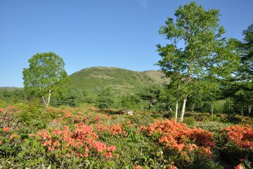 湯の丸高原つつじ平