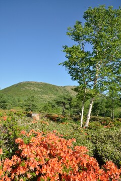 湯の丸高原つつじ平