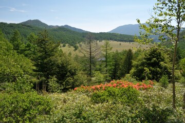 池ノ平湿原方面