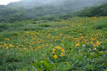 ニッコウキスゲ