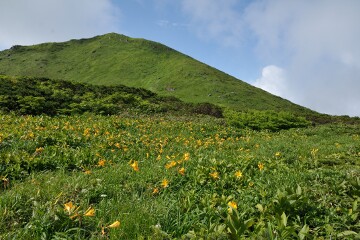 ニッコウキスゲ
