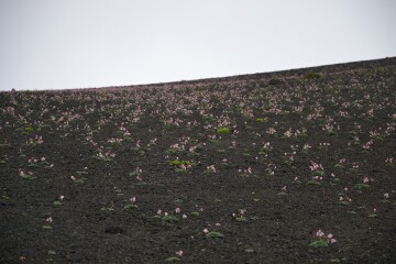 コマクサの群落