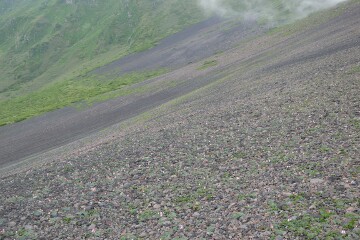 コマクサの群落