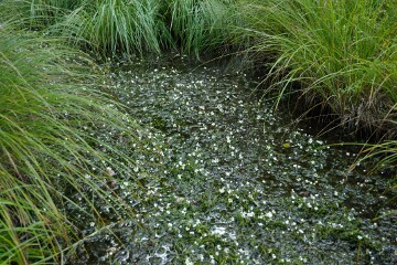 バイカモ バイカモ