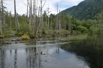 立ち枯れの木 岳沢湿原