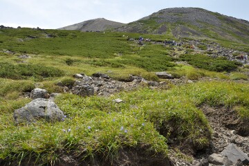 登山道にイワギキョウ 登山道
