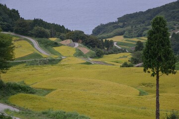 岩首昇竜棚田
