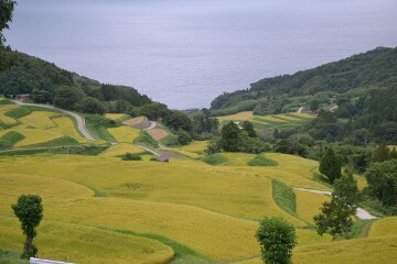 岩首昇竜棚田