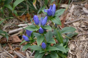 オヤマリンドウ オヤマリンドウ