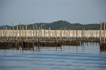 種牡蠣の養殖棚 種牡蠣の養殖棚