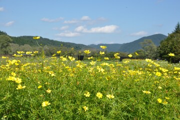 キバナコスモス キバナコスモス
