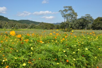 キバナコスモス キバナコスモス