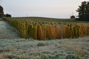 長芋の畑 長芋の畑