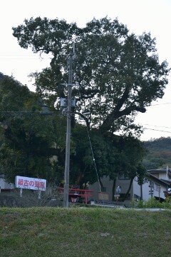 大アベマキ 大アベマキ