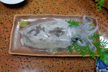 アオリイカの活づくり アオリイカの活づくり