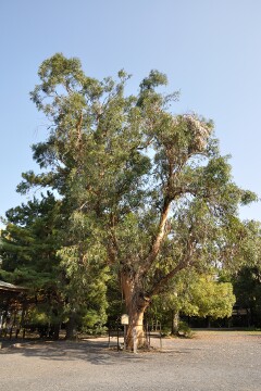 ユーカリの木 ユーカリの木