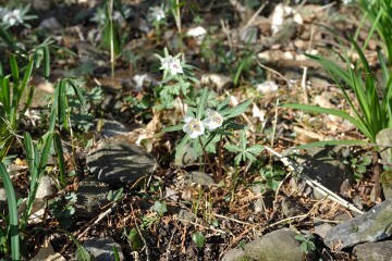 セツブンソウ セツブンソウ