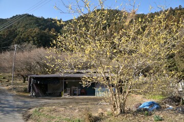 ロウバイ ロウバイ