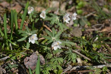 セツブンソウ セツブンソウ
