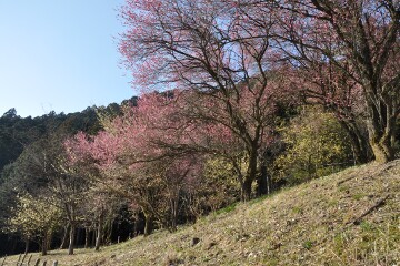 ウメとロウバイ ウメとロウバイ