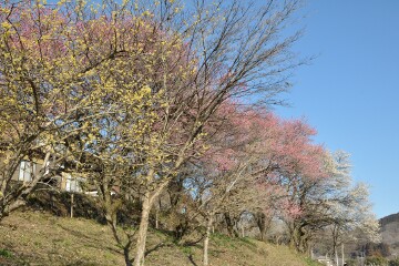 ウメとロウバイ ウメとロウバイ