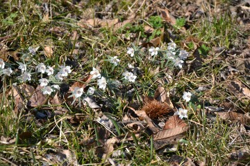 セツブンソウ セツブンソウ