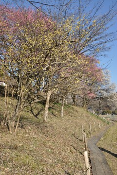 セツブンソウの群生地 セツブンソウの群生地