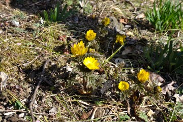 フクジュソウ フクジュソウ