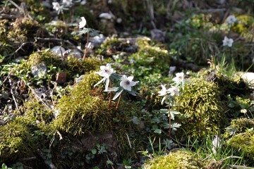 セツブンソウ セツブンソウ