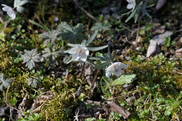セツブンソウ セツブンソウ