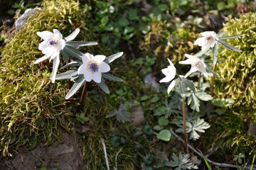 セツブンソウ セツブンソウ