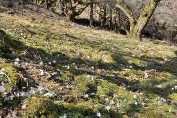 セツブンソウの自生地 セツブンソウの自生地