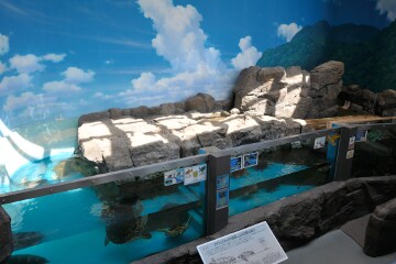 子ガメ水槽 日和佐うみがめ博物館カレッタ