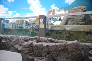 子ガメ水槽 日和佐うみがめ博物館カレッタ