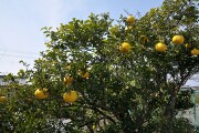 南国らしい 蜜柑